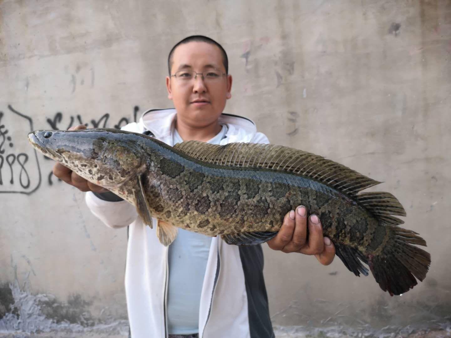 路亞黑魚釣法實(shí)戰(zhàn)體驗(yàn)與深度解析，效果揭秘