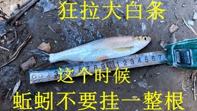 鱗影魚竿，傳承工藝，釣魚新境界的探索者